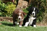 BORDER COLLIE 1224